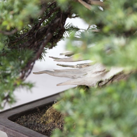 50 cm juniper bonsai | Rectangular stoneware pot