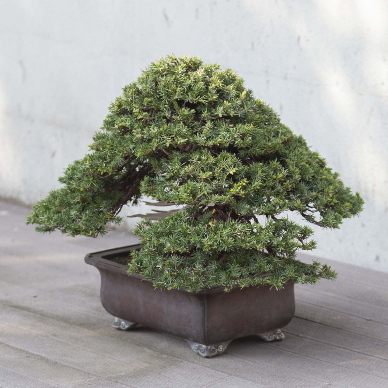 Bonsai di ginepro da 50 cm | Vaso rettangolare grès