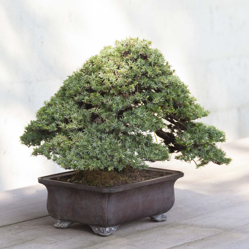 50 cm Wacholder Bonsai | Rechteckiger Topf aus Steingut