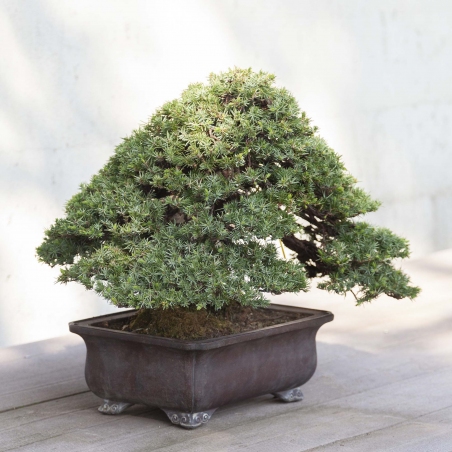 Bonsai di ginepro da 50 cm | Vaso rettangolare grès