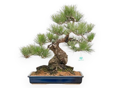 Pinus Thunbergii - Black Pine - 57 cm