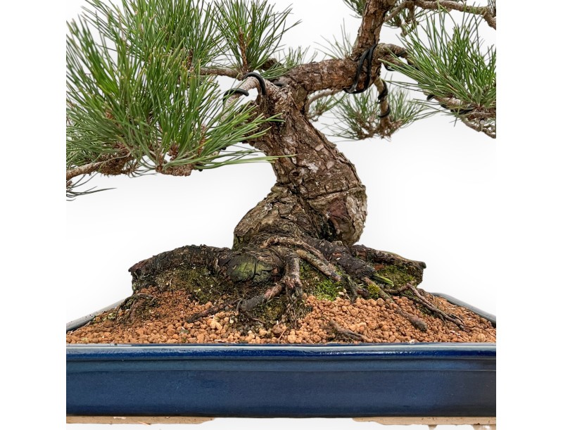 Pinus Thunbergii - Black Pine - 57 cm