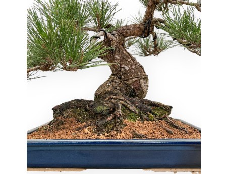 Pinus Thunbergii - Black Pine - 57 cm