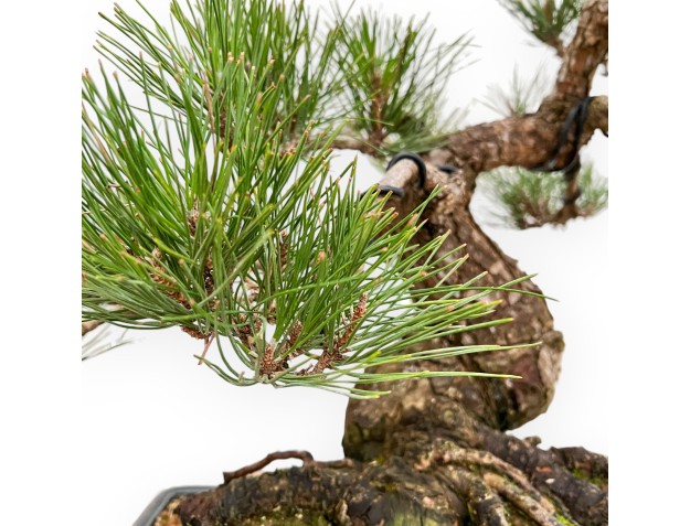 Pinus Thunbergii - Pino Negro - 57 cm 2