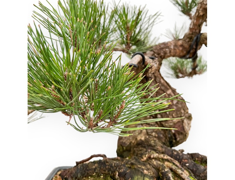 Pinus Thunbergii - Black Pine - 57 cm