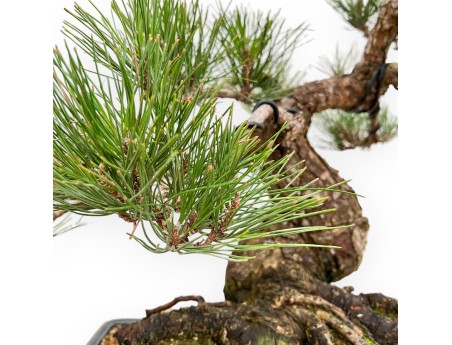 Pinus Thunbergii - Black Pine - 57 cm
