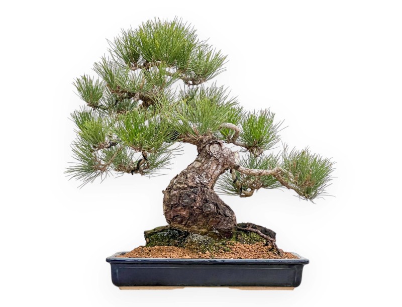 Pinus Thunbergii - Pino Negro - 57 cm