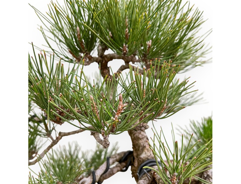 Pinus Thunbergii - Black Pine - 57 cm