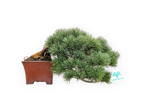 Pinus Pentaphylla - Pine five needles - 17 cm