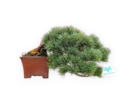 Pinus Pentaphylla - Pine five needles - 17 cm