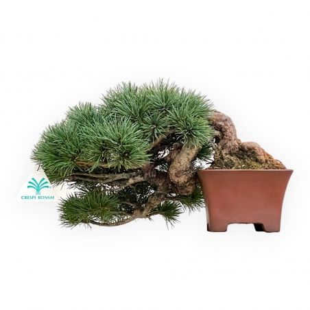 Pinus Pentaphylla - Pino - 17 cm