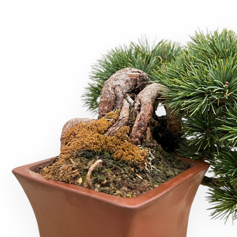 Pinus Pentaphylla - Pine five needles - 17 cm