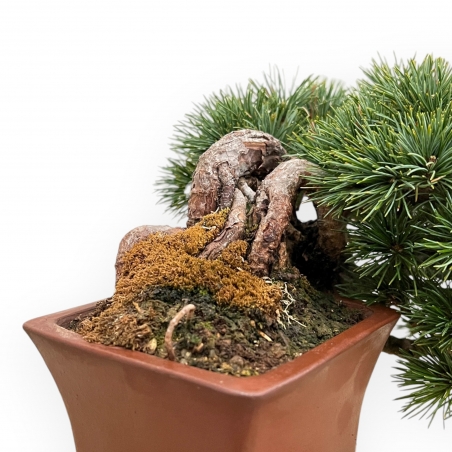 Pinus Pentaphylla - Pine five needles - 17 cm