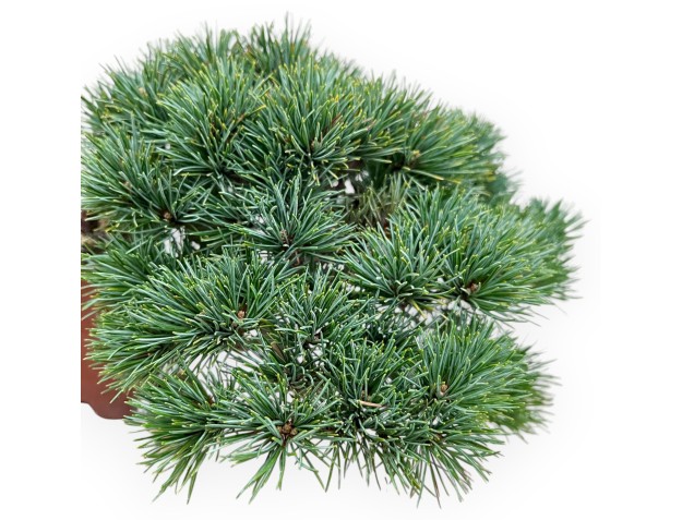 Pinus Pentaphylla - Pino - 17 cm 2