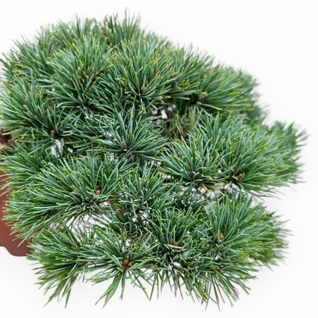 Pinus Pentaphylla - Pino - 17 cm