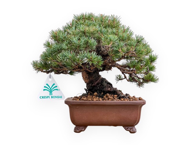 Pinus Pentaphylla - Pino - 21 cm