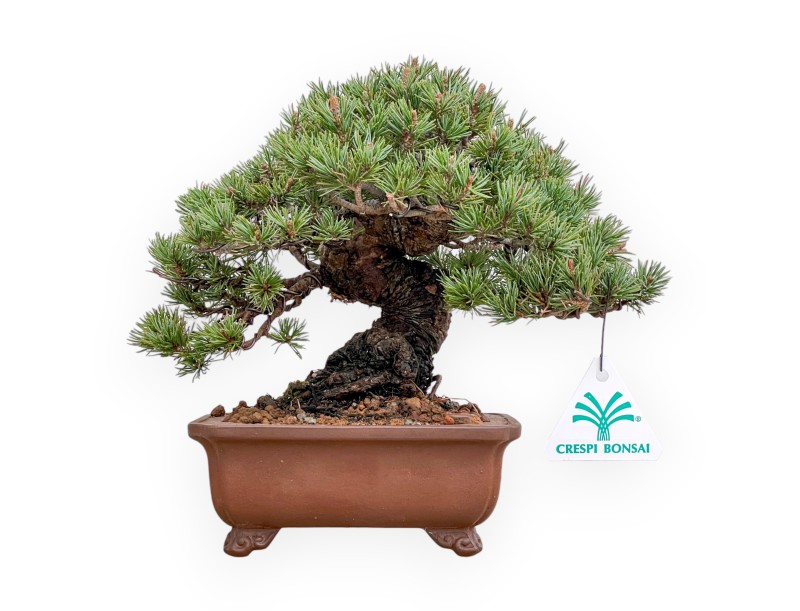 Pinus Pentaphylla - Pine five needles - 21 cm