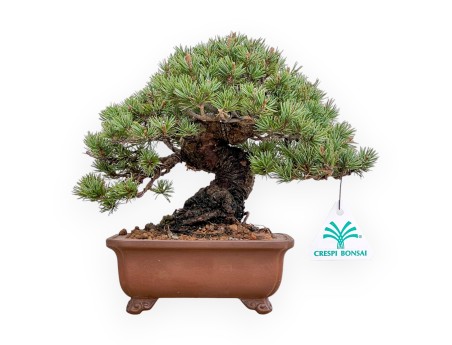 Pinus Pentaphylla Zuisho - Pino a cinque aghi - 21 cm