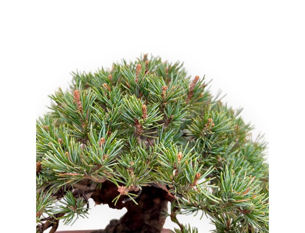 Pinus Pentaphylla - Den - 21 cm 2