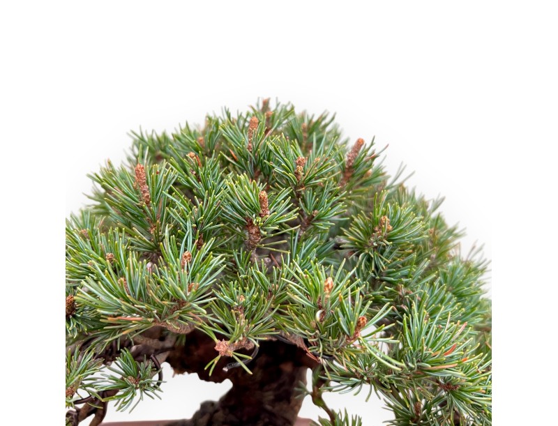 Pinus Pentaphylla - Pine five needles - 21 cm