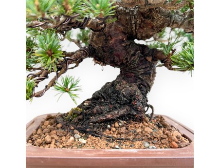 Pinus Pentaphylla - Pine five needles - 21 cm