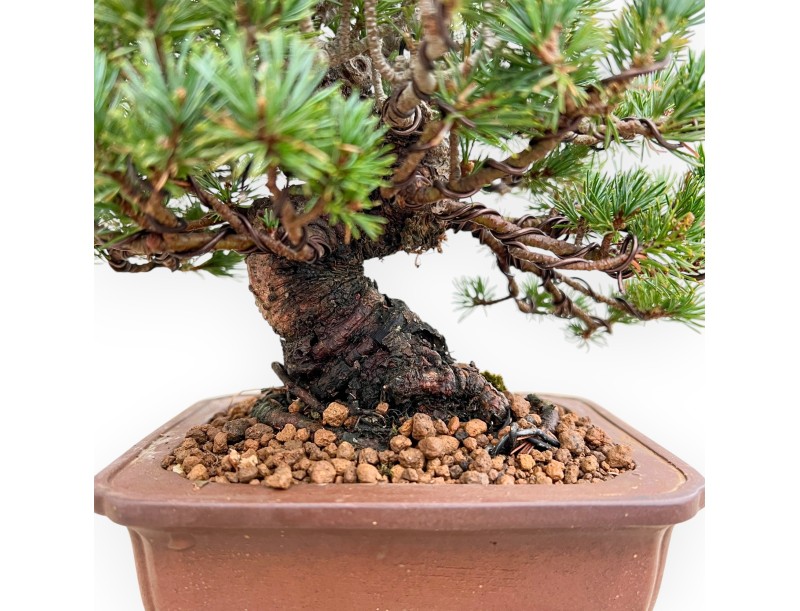 Pinus Pentaphylla - Kiefern - 21 cm