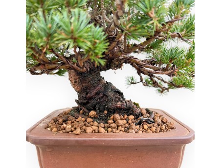 Pinus Pentaphylla - Kiefern - 21 cm