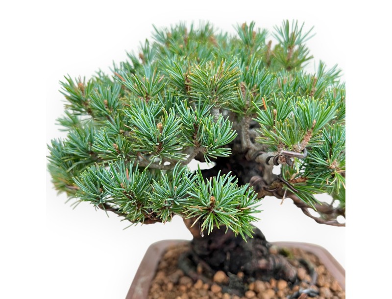 Pinus Pentaphylla - Pine five needles - 21 cm