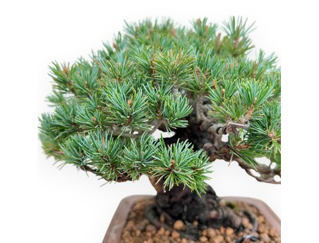 Pinus Pentaphylla - Pine five needles - 21 cm