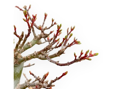 Acer Palmatum Shishigashira - Érable - 42 cm