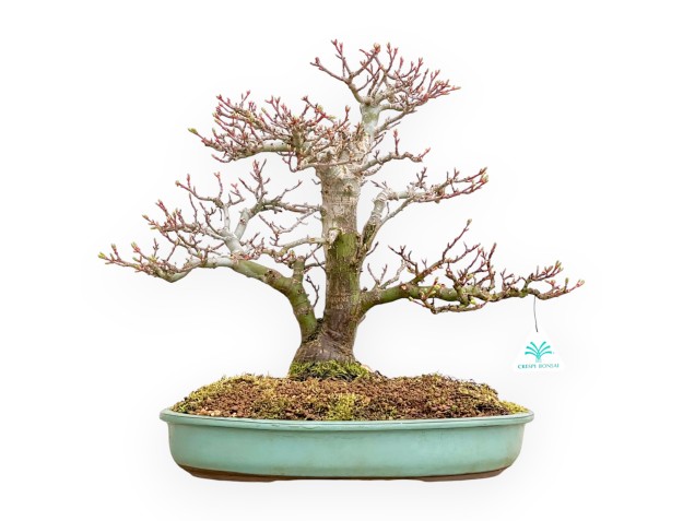Acer Palmatum Shishigashira - Érable - 42 cm
