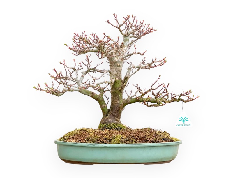 Acer Palmatum Shishigashira - Acero - 42 cm