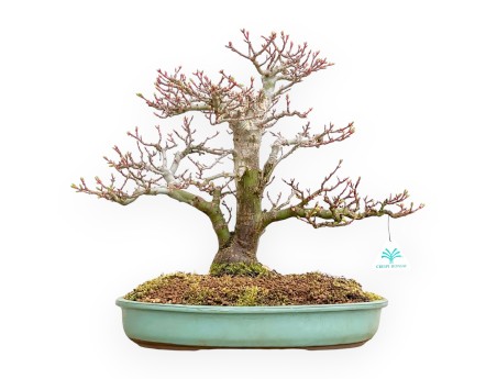 Acer Palmatum Shishigashira - Arce - 42 cm