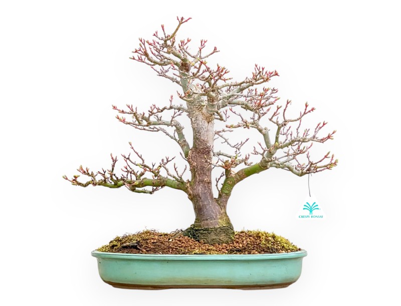 Acer Palmatum Shishigashira - Ahorne - 42 cm