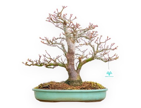 Acer Palmatum Shishigashira - Acero - 42 cm