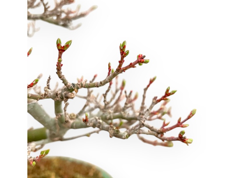 Acer Palmatum Shishigashira - Arce - 42 cm