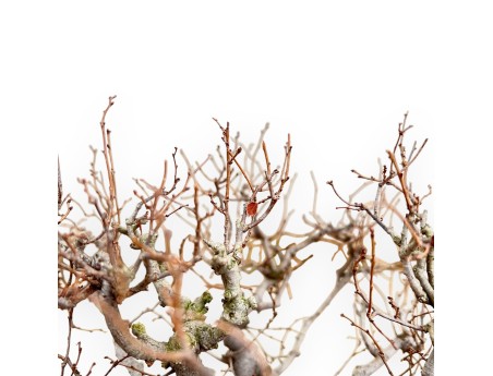 Bonsai di Zelkova Serrata 35 cm – Caducifoglie da Esterno