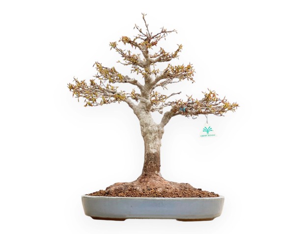Acer Buergerianum - Esdoorn - 53 cm