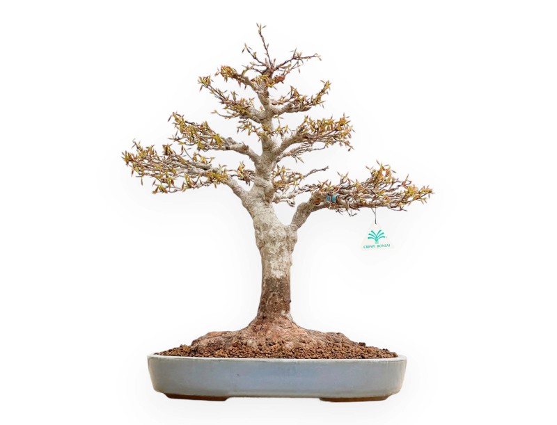 Acer Buergerianum - Ahorne - 53 cm