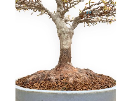 Acer Buergerianum - Acero - 53 cm
