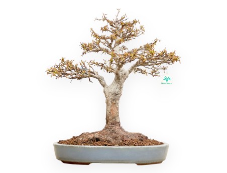 Acer Buergerianum - Arce - 53 cm