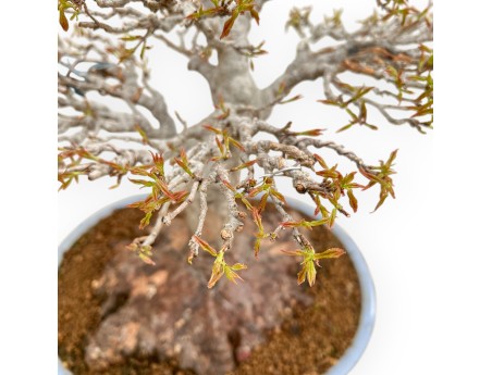 Acer Buergerianum - Érable - 53 cm