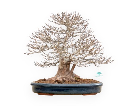 Acer Buergerianum - Ahorne - 46 cm