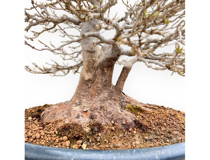 Acer Buergerianum - Arce - 46 cm