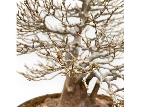 Acer Buergerianum - Érable - 46 cm