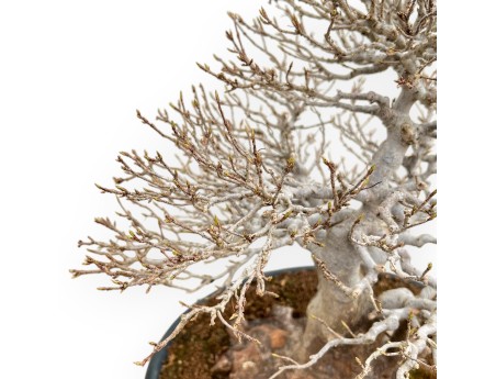 Acer Buergerianum - Arce - 46 cm