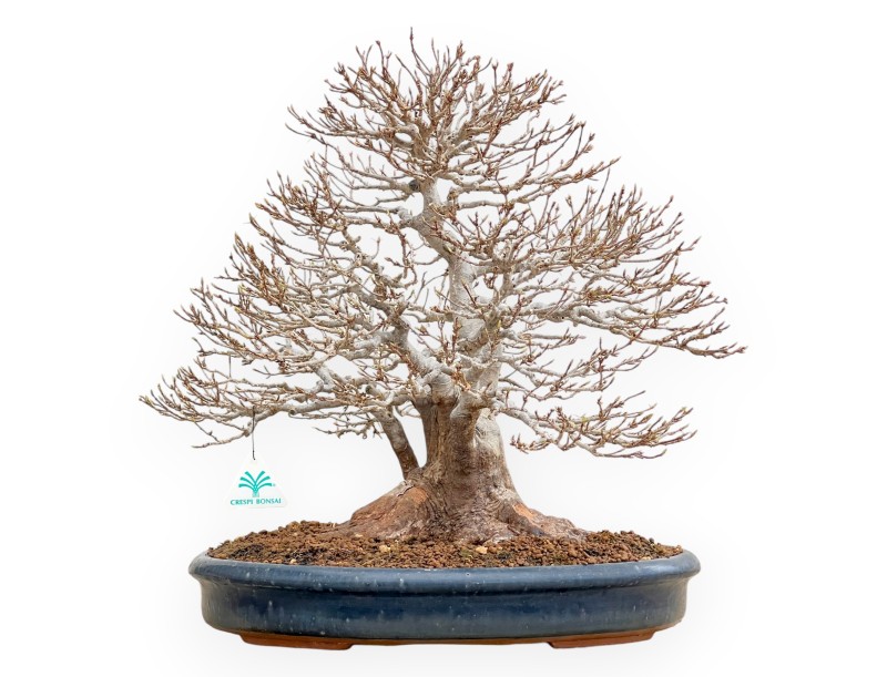 Acer Buergerianum - Érable - 46 cm
