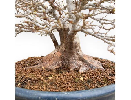 Acer Buergerianum - Érable - 46 cm