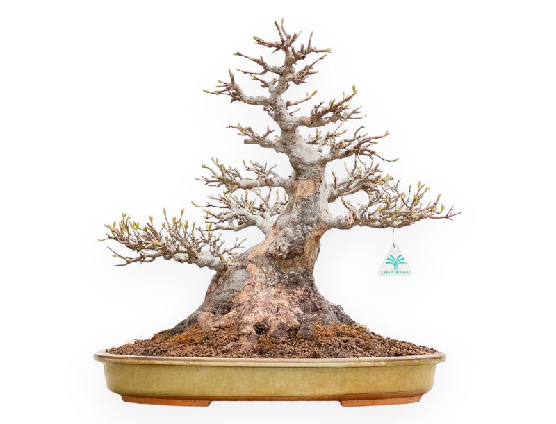 Acer Buergerianum - Ahorne - 49 cm