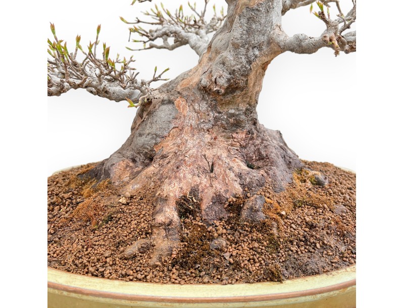Acer Buergerianum - Esdoorn - 49 cm